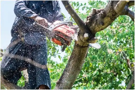 tree services Myerstown